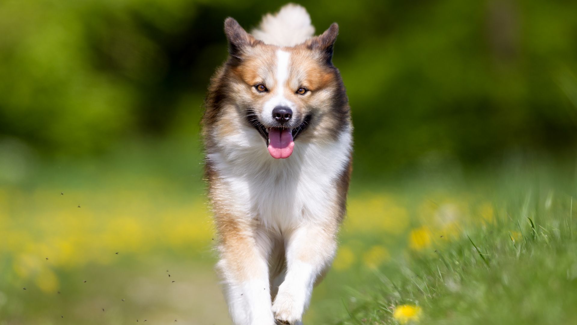 Icelandic Sheepdog